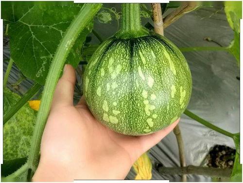 新瓜最新爆料广西视频,揭秘背后惊人真相！”  第1张