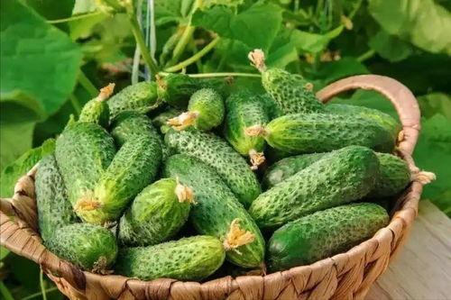 新黄瓜最新爆料视频大全,揭秘幕后真相与精彩瞬间  第2张