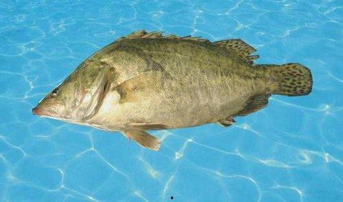 鳜鱼养殖爆料怎么做视频,视频制作攻略全解析  第3张